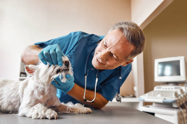 Best Emergency Broken Tooth Repair in Rupert, ID